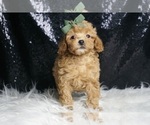 Small #3 Poodle (Toy)