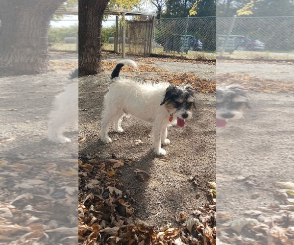 Medium Photo #1 Jack Russell Terrier-Unknown Mix Puppy For Sale in Topeka, KS, USA