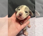 Small #1 Great Dane