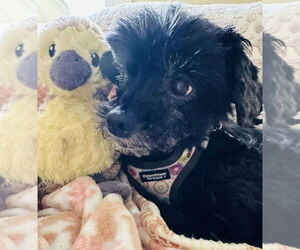 Maltese-Unknown Mix Dogs for adoption in Mundelein, IL, USA