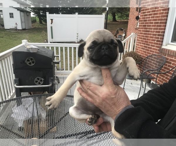 Medium Photo #5 Pug Puppy For Sale in DAYTON, VA, USA