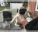 Small Photo #5 Pug Puppy For Sale in DAYTON, VA, USA