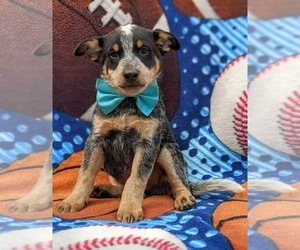 Australian Cattle Dog Puppy for sale in HOLTWOOD, PA, USA