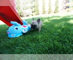 Small Photo #11 French Bulldog Puppy For Sale in LOUISVILLE, CO, USA