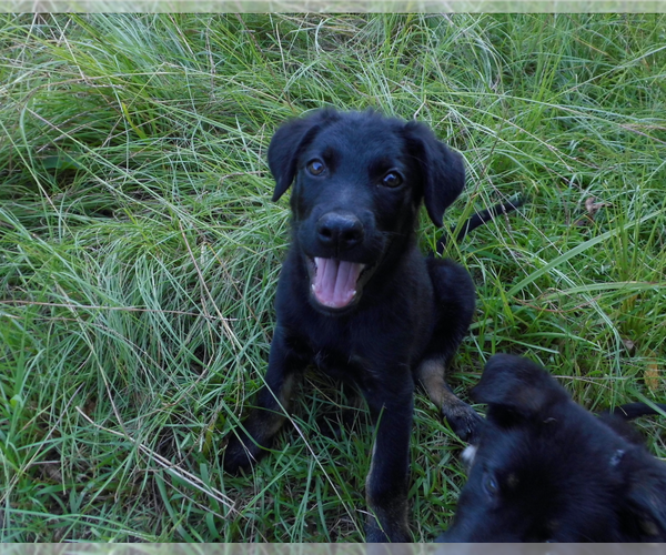 Medium Photo #9 Shepweiller Puppy For Sale in MC INTYRE, GA, USA