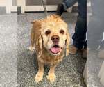 Small #8 Cocker Spaniel