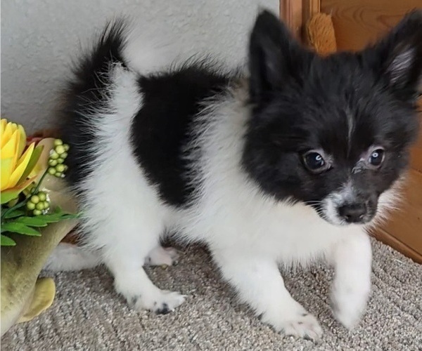 Medium Photo #1 Pomeranian Puppy For Sale in JASONVILLE, IN, USA