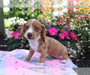 Dachshund Puppy for sale in SHILOH, OH, USA