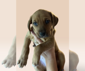 Mutt Dogs for adoption in Rockville, MD, USA