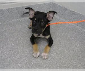 German Shepherd Dog-Unknown Mix Dogs for adoption in Pasadena, TX, USA