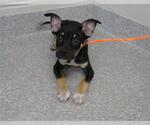 Small German Shepherd Dog Mix