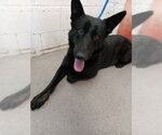 Small German Shepherd Dog