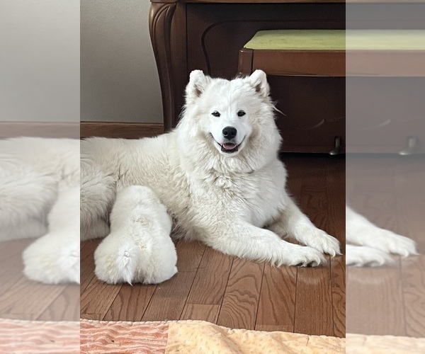 Medium Photo #1 Samoyed Puppy For Sale in LITTLE FALLS, MN, USA