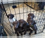 Small #13 German Shorthaired Pointer-Labradoodle Mix