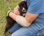 Small Photo #14 Australian Shepherd Puppy For Sale in MARIANNA, FL, USA