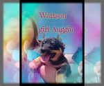 Small Photo #9 Australian Shepherd-Pembroke Welsh Corgi Mix Puppy For Sale in GALLEGOS, NM, USA