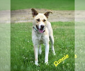 Siberian Husky-Unknown Mix Dogs for adoption in Unionville, PA, USA