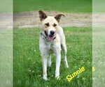 Small Siberian Husky Mix