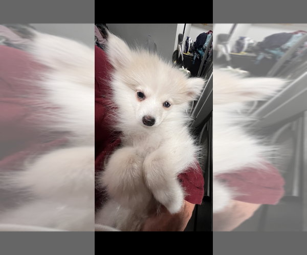 Medium Photo #14 Pomsky Puppy For Sale in GOLDEN VALLEY, AZ, USA