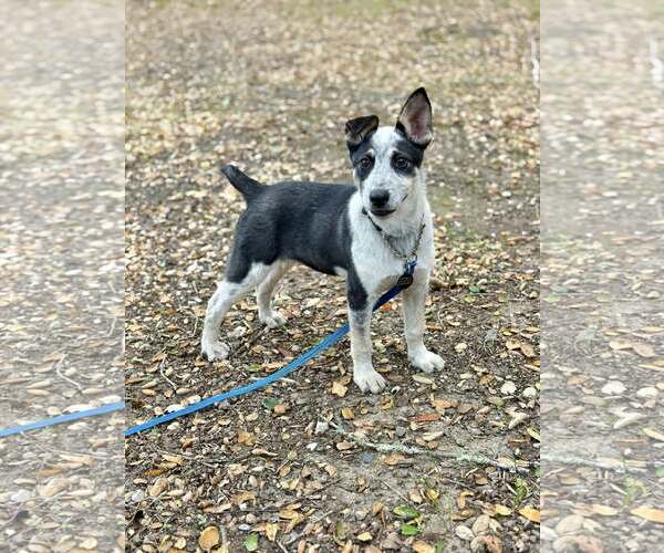 Medium Photo #2 Mutt Puppy For Sale in Paso Robles, CA, USA