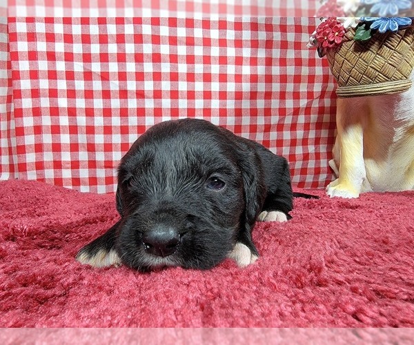 Medium Photo #64 Golden Mountain Dog Puppy For Sale in BLACK FOREST, CO, USA