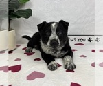 Small #1 Australian Cattle Dog-Miniature Australian Shepherd Mix