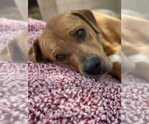 Labrador Retriever-Unknown Mix Dogs for adoption in Hinton, WV, USA