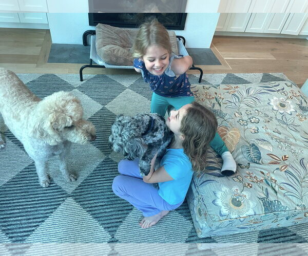 Medium Photo #4 Shih Tzu Puppy For Sale in Arlington, VA, USA