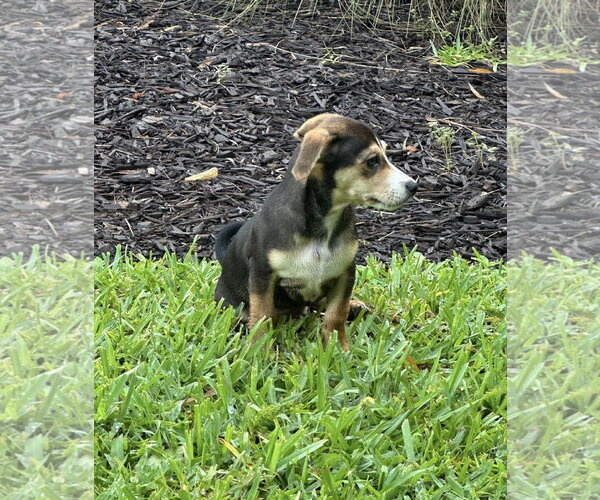 Medium Photo #3 Dachshund-Unknown Mix Puppy For Sale in Royal Palm Beach, FL, USA