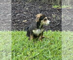 Small #2 Dachshund Mix