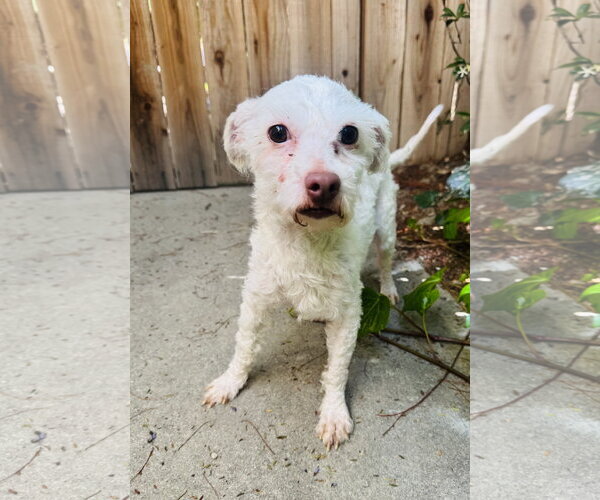 Medium Photo #3 Maltipoo (Miniature) Puppy For Sale in Marina Del Rey, CA, USA