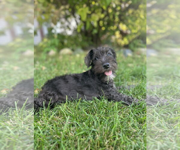 Medium Photo #2 - Mix Puppy For Sale in St. Louis Park, MN, USA