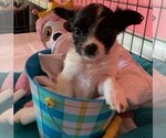 Small Photo #2 Yorkillon Puppy For Sale in CLARE, IL, USA