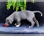 Small #14 Great Dane
