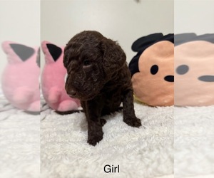 Medium Goldendoodle-Poodle (Standard) Mix