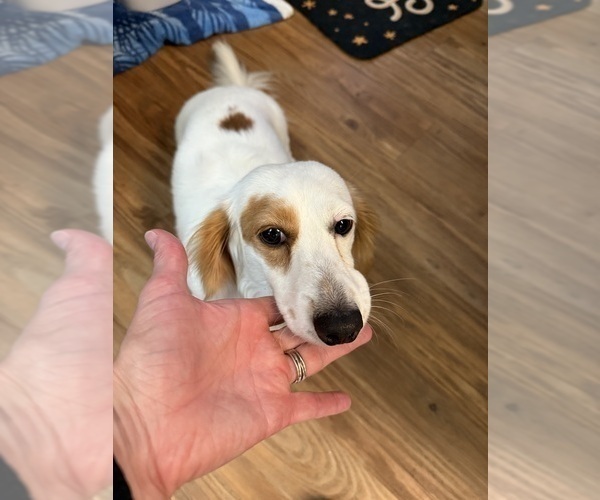 Medium Photo #1 Dachshund Puppy For Sale in ASHLAND, NE, USA