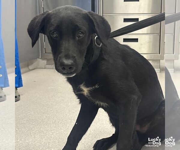 Medium Photo #1 Labrador Retriever-Unknown Mix Puppy For Sale in Washington, DC, USA