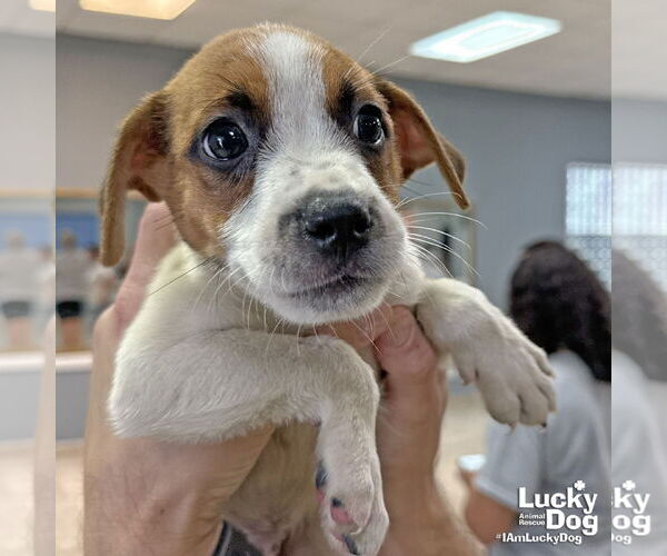 Medium Photo #3 Labrador Retriever-Unknown Mix Puppy For Sale in Washington, DC, USA