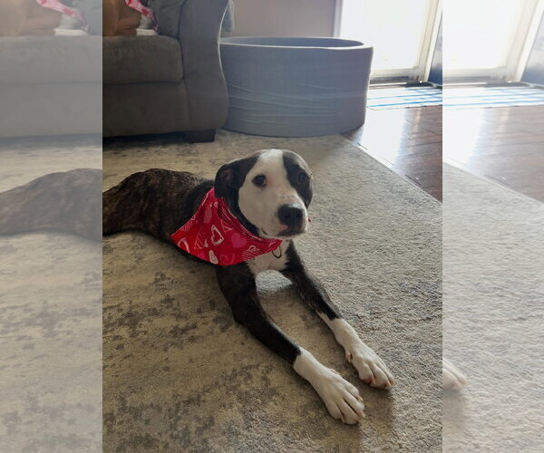 Medium Photo #2 American Pit Bull Terrier Puppy For Sale in Pottstown, PA, USA