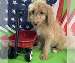 Small Photo #32 English Cream Golden Retriever-Poodle (Standard) Mix Puppy For Sale in DEARBORN, MO, USA