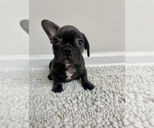 French Bulldog Puppy for sale in CHARLESTON, SC, USA