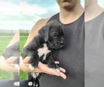 Puppy 4 Boxer