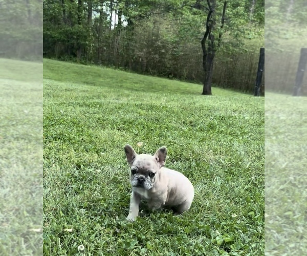 Medium Photo #3 French Bulldog Puppy For Sale in BLOOMINGTON, IN, USA