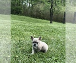 Small Photo #9 French Bulldog Puppy For Sale in BLOOMINGTON, IN, USA