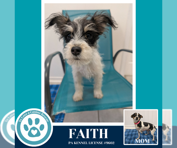 Medium Photo #1 Chihuahua-Unknown Mix Puppy For Sale in Kimberton, PA, USA