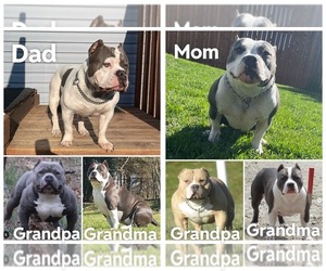 Medium American Bully