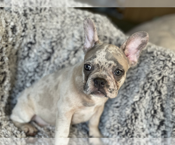 Medium Photo #8 French Bulldog Puppy For Sale in HAMDEN, CT, USA