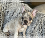 Small Photo #8 French Bulldog Puppy For Sale in HAMDEN, CT, USA