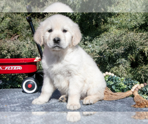 English Cream Golden Retriever Litter for sale in ROCHESTER, IN, USA