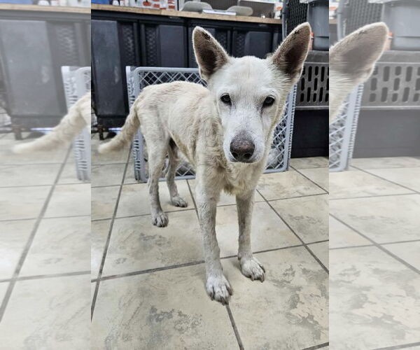 Medium Photo #4 Mutt Puppy For Sale in El Centro, CA, USA